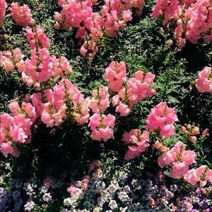 Meet your Posher, Sydney